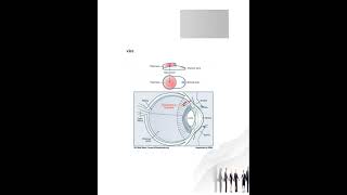 Sterile formulations – Injectables eye drops and eye ointments [upl. by Corinne803]