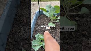 Super annoyed with the white mold on soil of my cabbages short youtubeshorts newgardener [upl. by Merwin621]