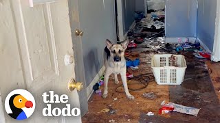 German Shepherd Rescued From Abandoned Home Gets The Best Holiday Surprise  The Dodo [upl. by Aikemaj]