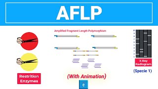 AFLP  Amplified Fragment Length Polymorphism with animation [upl. by Vani]