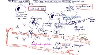 Brandls Basics Innate immune response to extracellular bacteria [upl. by Sedgewinn]