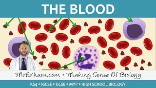 Blood  GCSE Biology 91 [upl. by Natsreik734]