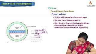 Second week of Development  Embryology Lectures [upl. by Enneire]