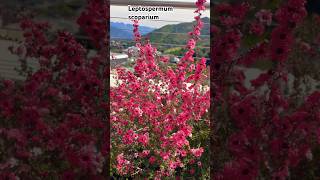 Leptospermum scoparium shortsvideo plantas jardin flores [upl. by Coleville]