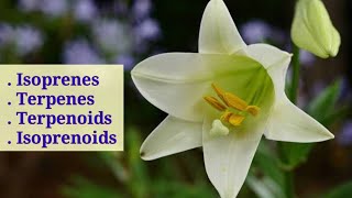 Isoprenes Terpenes Terpenoids And Isoprenoids  Lec 39  Plant Physiology [upl. by Zilevi]