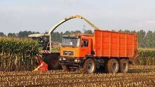 Claas Jaguar 900  Loonwerken Dirk NeytVan Laere  mais 2013 [upl. by Allina]