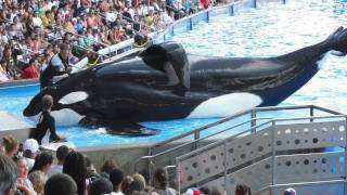 SeaWorlds Killer Whales Splashing Visitors in 2009 [upl. by Chiquita]