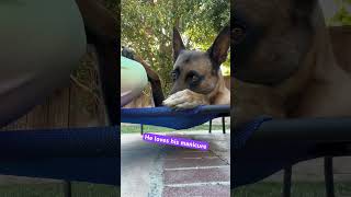 belgianmalinois doglover malinoislovers pets dogsofyoutube youtubeshorts dogtraining [upl. by Naoj]