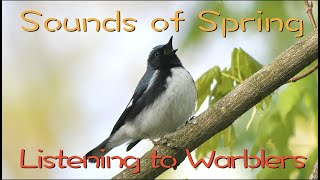 Listening to Warblers [upl. by Morty]