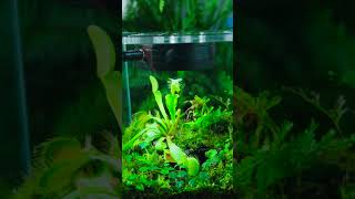 waterpond venus flytrap moss terrarium idea sharing moss Carnivorous plant terrarium [upl. by Esined972]