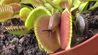 Venus FlytrapDionaea Muscipula comiendo babosa [upl. by Demahom]