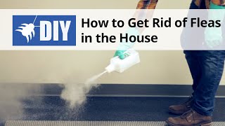 How To Get Rid of Fleas in The House  Indoor Flea Control Treatment [upl. by Atinahc]