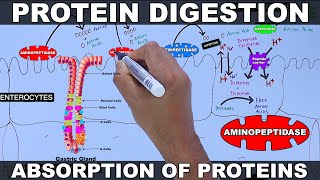 Digestion and Absorption of Proteins [upl. by Caddaric]