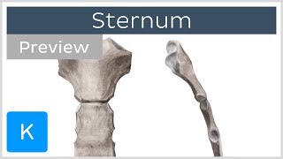 Sternum location definition landmarks preview  Human Anatomy  Kenhub [upl. by Veriee]