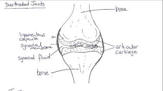 Statics of Rigid Bodies in Biomechanics [upl. by Adyan]