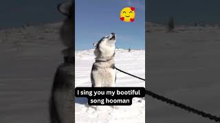 Siberian Husky Howling Siberian Husky Howling Like Crazy  Make your Dog Howl Funny Dog Videos😂😍 [upl. by Minnie]