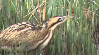 Bittern booming at RSPB Minsmere [upl. by Fisa209]