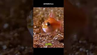 🐛The Bobbit Worms Hunting Techniques ⁉️ [upl. by Trilbee263]