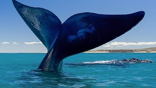 LAS BALLENAS DATOS IMPORTANTES [upl. by Noyrb]