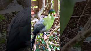 White cheeked turaco bird birds nature animals pets aviary cute [upl. by Stutsman]