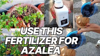 Azalea मा आजै यो काम गर्नु होस् मैले liqied Fertilizer लगाउँदै छु । [upl. by Brufsky262]