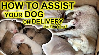 How to assist your Dog during Whelping  the delivery process [upl. by Aliak]