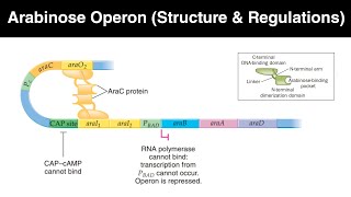 Arabinose operon in hindi  Structure and regulations [upl. by Ellard]