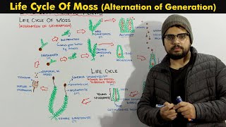 Life Cycle Of Moss Bryophytes Alternation of Generation [upl. by Britteny159]