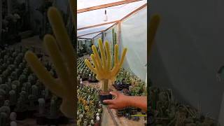 INJERTO Cleistocactus colademononis🌵🐒 youtubeshorts plants videos garden [upl. by Marita]