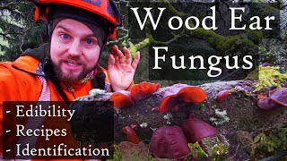 Wood Ear  Jelly Ear Fungus Auricularia auriculajudae Identification Edibility amp Recipe Ideas [upl. by Wylma2]