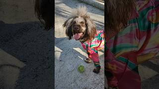 Playing in full dog fashion at the dog park dogpark playingdog poodlelife dogfashion happydog [upl. by Chamberlin]