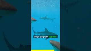 What Would You Do Surrounded by Sharks 🦈🤯 [upl. by Selohcin]