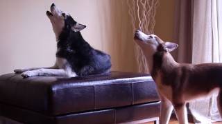 2 TALKING DOGS ARGUE BY HOWLING ORIGINAL [upl. by Leidag406]