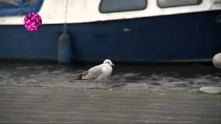 PowNewsFlits Nederlandse olympiërs weer terug in het land [upl. by Susejedesoj595]