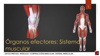 Órganos efectores Sistema muscular Partes y funcionamiento [upl. by Kariotta846]