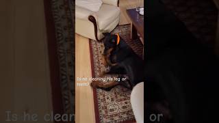 My dobbie cleaning his paw OR maybe teeth 🤪 JackTheDobermann funnydogs doberman [upl. by Lacey701]