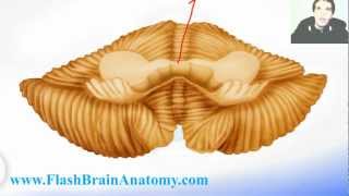 Neuroanatomy Cerebellum Tutorial [upl. by Rochus]