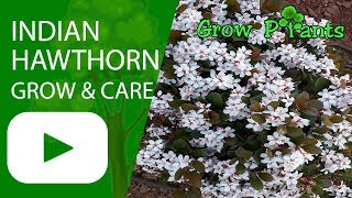 Indian hawthorn  grow care amp eat Rhaphiolepis indica [upl. by Ikkim784]