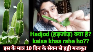 Day 6 Hadjod plant hai kya Kaise kha rahe ho 10 din me haddi jud jayegi All about Hadjod Plant [upl. by Hulburt629]