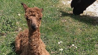 【ALPACA DIARY】Mi chiamo Lulu 初めまして ルルと申します [upl. by Sedberry443]