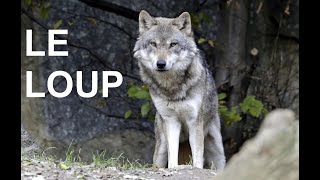 Le loup documentaire [upl. by Wieche879]