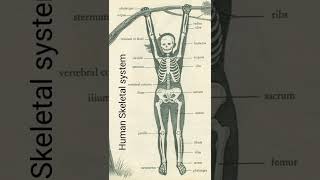 Human Skeletal system [upl. by Ecnarolf766]