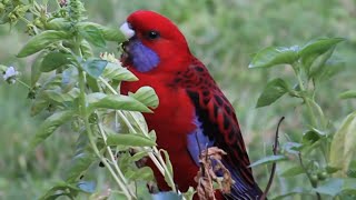 Crimson Rosella Parrot  Beautiful Australian Birds Red Parrot Bird [upl. by Ardnot]