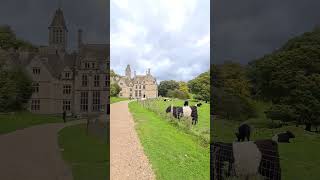 Belted Galloway cows at Woodchester Mansion [upl. by Vicky]