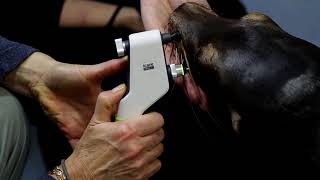 IOP measuring of a sea lion with a TONOVET Plus [upl. by Priest806]