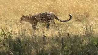 Leopard and Hyena in the Serengeti [upl. by Mareah]