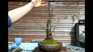 Carpinus Bonsai Fusion 2 part3 [upl. by Onirefes]