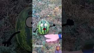 funny watermelon main swit sama semangka 🍉🍉🍉 [upl. by Adnilrev]