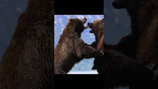 Grizzly Bear Battle animals wildlife [upl. by Jallier]