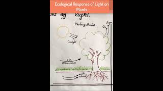 Ecological Response of Light to PlantsLight as an Ecological Factor [upl. by Anirres]